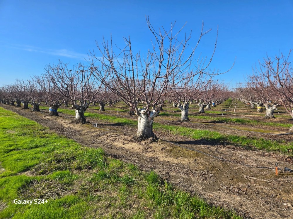 Fox Lee Ranch Investment Opportunity Andrus Island CA featured image