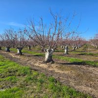 Fox Lee Ranch Investment Opportunity Andrus Island CA
