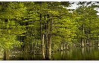 Turkey Hunting Moro Bay State Park 117 acres in Bradley, AR images 5