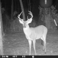 High Line Hunting Club on 1169 ac. Families welcome, south of Jasper Tx.