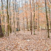 100 Acres In Wilcox County images 2