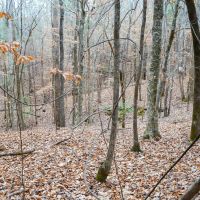 100 Acres In Wilcox County images 3