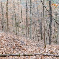 100 Acres In Wilcox County images 4