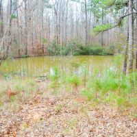 100 Acres In Wilcox County images 5