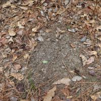 MS - Perry 40 acres - images 1