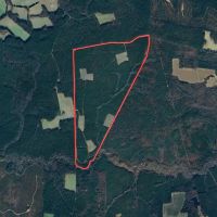 244 Acres of Premier Big Game Hunting Property For Sale in Sussex County VA
