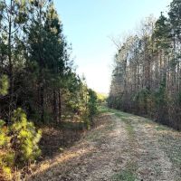 244 Acres of Premier Big Game Hunting Property For Sale in Sussex County VA images 4