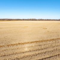 95 - Acres Row Crop Success Arkansas Clay County images 4