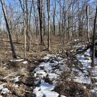 Marion Co 40 acres - images 2