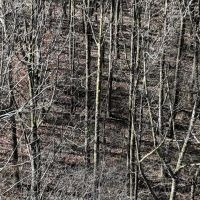 Cullman County AL Mini-Farm Lot 6 images 5