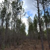 36.4 - acres in Heard County images 2