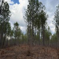 36.4 - acres in Heard County images 5