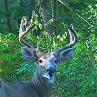 Auction - Woltz Rd - Hocking County images 2