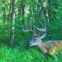 Auction - Woltz Rd - Hocking County images 3