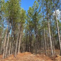 49.5 - ac all wooded with long paved frontage images 3