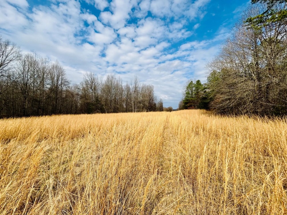 17.4 Acres in Holmes County MS featured image