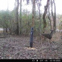 17.4 Acres in Holmes County MS images 2