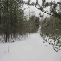 Secluded 240 - Acres Upper Peninsula 50166193 images 2