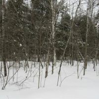 Secluded 240 - Acres Upper Peninsula 50166193 images 3