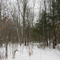 Secluded 240 - Acres Upper Peninsula 50166193 images 4