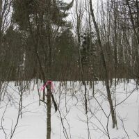 Secluded 240 - Acres Upper Peninsula 50166193 images 5