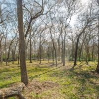 20.29 Acres in Milam Country images 3