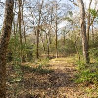20.29 Acres in Milam Country images 4