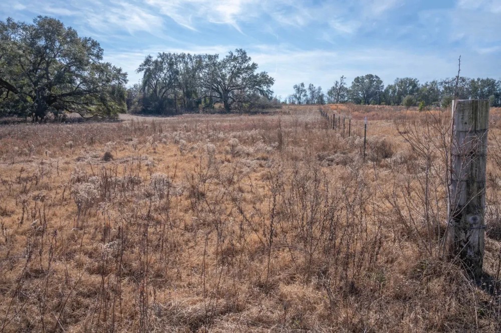 59.17 Acres Aucilla FL featured image