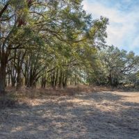 59.17 Acres Aucilla FL images 2