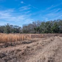 59.17 Acres Aucilla FL images 5