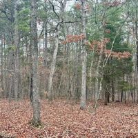 36.91 acres Across Road from Conservation Land Close to Current River and