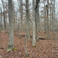 36.91 acres Across Road from Conservation Land Close to Current River and images 2