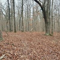36.91 acres Across Road from Conservation Land Close to Current River and images 4