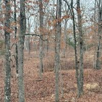 36.91 acres Across Road from Conservation Land Close to Current River and images 5