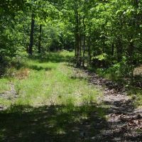672.7 Acres - Gray Squirrel Ranch Oklahoma Hunting Land images 3