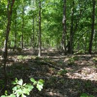 672.7 Acres - Gray Squirrel Ranch Oklahoma Hunting Land images 4