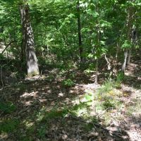 672.7 Acres - Gray Squirrel Ranch Oklahoma Hunting Land images 5