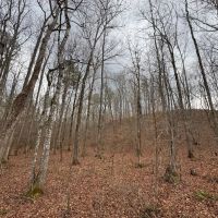 44.2 acres in Randolph County images 3