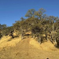40-Acres of Hunting Recreational Land in Napa CA for Sale images 3