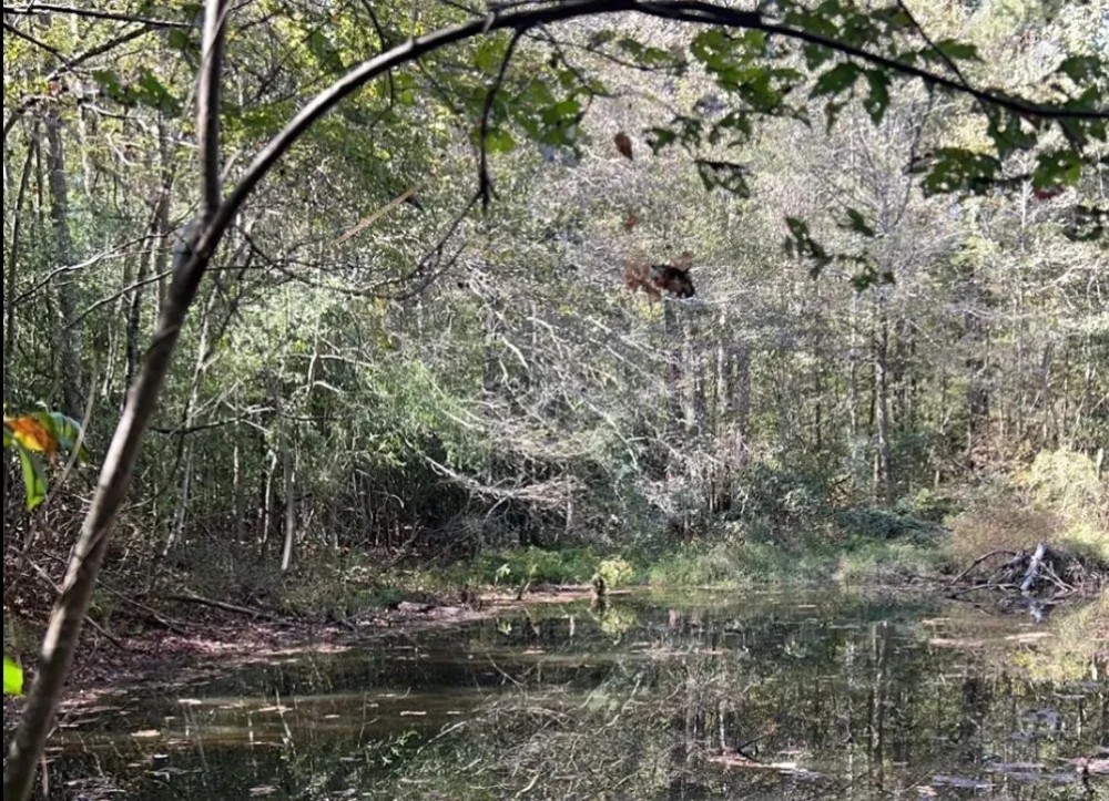 13 Acres with a Home in Newton County in Conehatta MS featured image