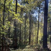 13 Acres with a Home in Newton County in Conehatta MS images 2