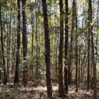13 Acres with a Home in Newton County in Conehatta MS images 4