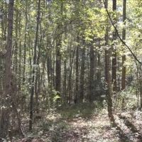 13 Acres with a Home in Newton County in Conehatta MS images 5