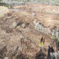 153.44 acres of Recreational Hunting and Agricultural Land in Halifax County VA images 3