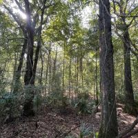 58.51 Acres in Franklin Parish LA images 5