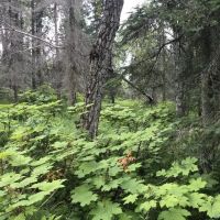 Agate Beach Subdivision images 4