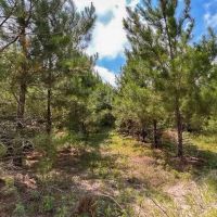 36 acres FM 92 T-11 images 4