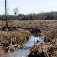 60.85 Acres With a Home in Polk County AR images 3