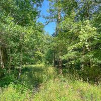 1 334 Acres FM 1008 images 2