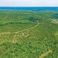 116 Acre Prime Hunting and Timberland tract images 4